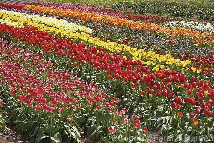 A field of tulip cultivars at various stages of flowering. Order: Liliales, Family: Liliaceae