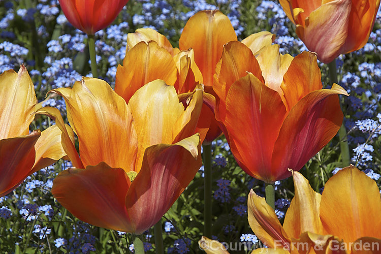 Tulipa 'Daydream' (<i>Category 4 x Darwin. Hybrid</i>), introduced in 1980, this subtly shaded and large-flowered tulip has stems up to 60cm tall It is seen here fully blown underplanted with forget-me-nots. Order: Liliales, Family: Liliaceae