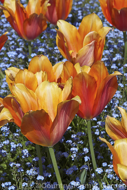 Tulipa 'Daydream' (<i>Category 4 x Darwin. Hybrid</i>), introduced in 1980, this subtly shaded and large-flowered tulip has stems up to 60cm tall It is seen here fully blown underplanted with forget-me-nots. Order: Liliales, Family: Liliaceae