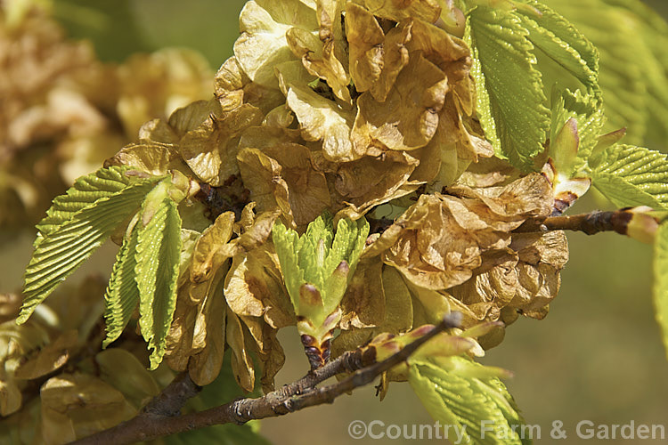The young yellow-green spring foliage and ripe, ready to fall samara of the Golden Elm (<i>Ulmus procera 'Louis van Houtte'). This yellow-leafed cultivar is derived from the English elm. Its exact origins are uncertain. Order: Rosales, Family: Ulmaceae