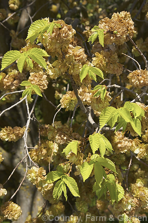 The young yellow-green spring foliage and ripe, ready to fall samara of the Golden Elm (<i>Ulmus procera 'Louis van Houtte'). This yellow-leafed cultivar is derived from the English elm. Its exact origins are uncertain. Order: Rosales, Family: Ulmaceae