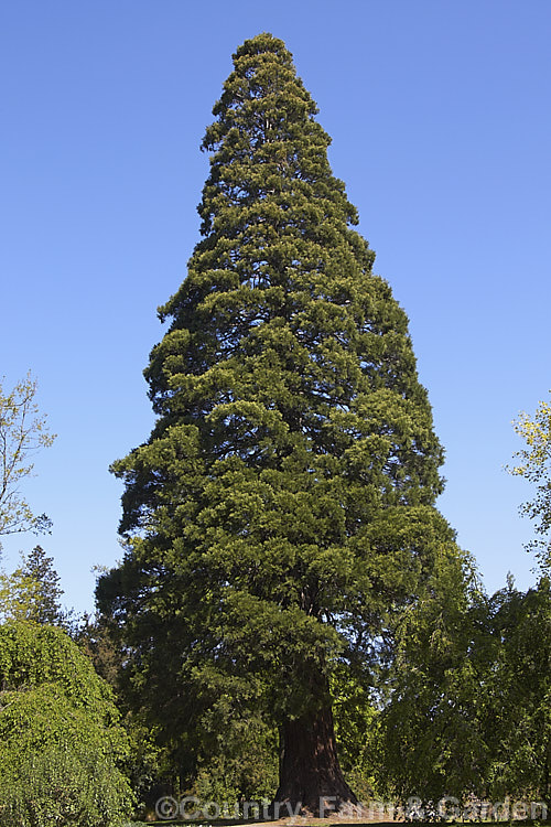 An impressively large and symmetrical example of the Giant Sequoia, Big. Tree or Sierra Redwood (<i>Sequoiadendron giganteum</i>), the world's largest tree by volume, this Californian conifer is capable of reaching nearly 100m tall sequoiadendron-2495htm'>Sequoiadendron. Order: Pinales, Family: Cupressaceae