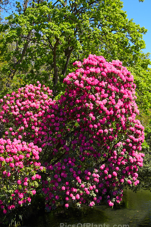 <i>Rhododendron</i> 'Unknown Warrior' ('Queen Wilhelmina' x 'Stanley Davies'), a vigorous 4-5m high shrub raised by C.B. van Nes of Holland before 1922. It flowers mid-season and with age it will eventually become tree-like Order: Ericales, Family: Ericaceae
