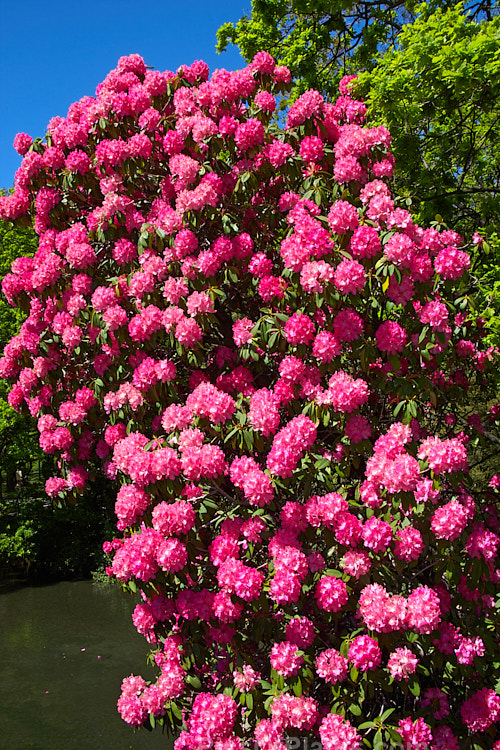 <i>Rhododendron</i> 'Unknown Warrior' ('Queen Wilhelmina' x 'Stanley Davies'), a vigorous 4-5m high shrub raised by C.B. van Nes of Holland before 1922. It flowers mid-season and with age it will eventually become tree-like Order: Ericales, Family: Ericaceae
