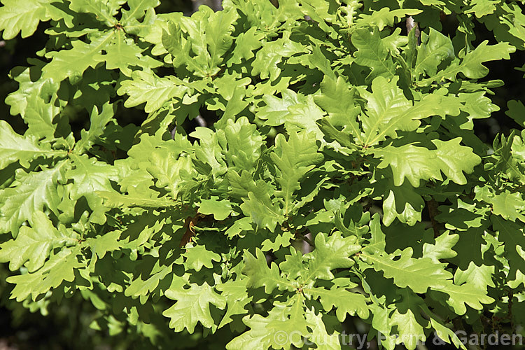 The very bright green spring foliage of the English Oak (<i>Quercus robur</i>), a large, round-headed deciduous tree found from Britain to western Russia. It lives to a great age and can reach 40m tall, though 20-35m is more common. Order: Fagales, Family: Fagaceae