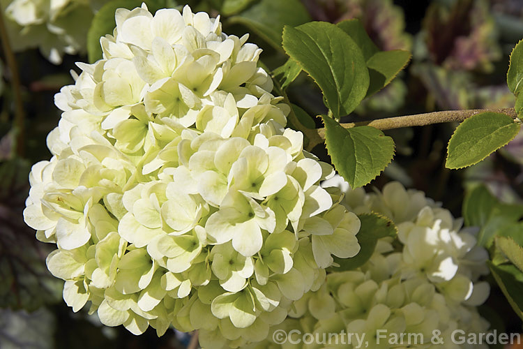 Viburnum macrocephalum, a deciduous or semi-evergreen, spring-flowering shrub native to China. It can grow to 6m tall and the flowerheads are up to 15cm wide. The flowers are initially a very pale greenish cream shade but soon age to white. viburnum-2081htm'>Viburnum.. viburnum-2081htm'>Viburnum. <a href='adoxaceae-plant-family-photoshtml'>Adoxaceae</a>.