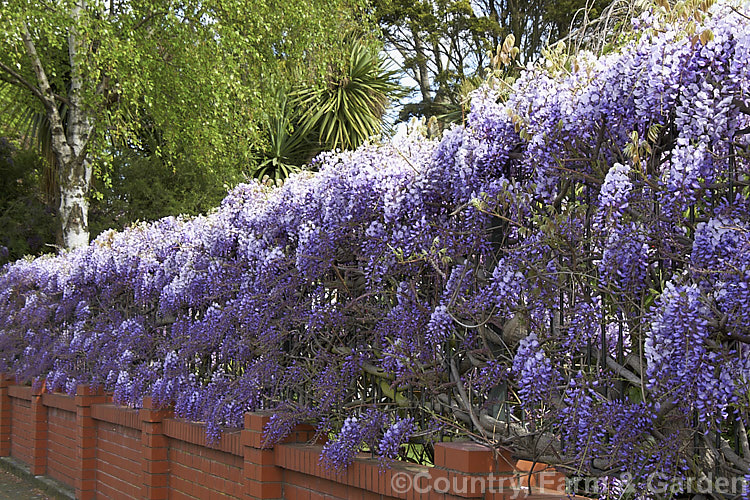 Wisteria sinensis 'Amethyst', a New Zealand -raised cultivar that is distinguished by an abundance of relatively short racemes with flowers that are deep purple in bud, with reddish-purple calyces that emphasise the dark colouration. It is strongly scented. wisteria-2308htm'>Wisteria.