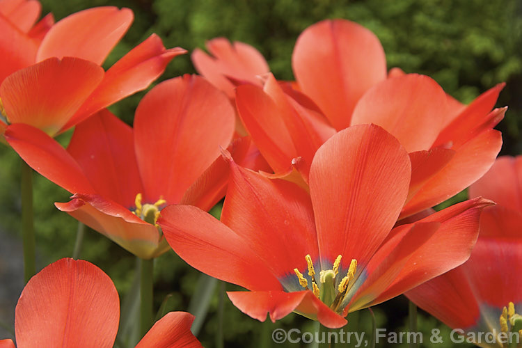 Tulipa maximowiczii, a relatively late-flowering tulip species native to Central Asia. It is very similar to Tulipa linifolia and Tulipa montana. Order: Liliales, Family: Liliaceae