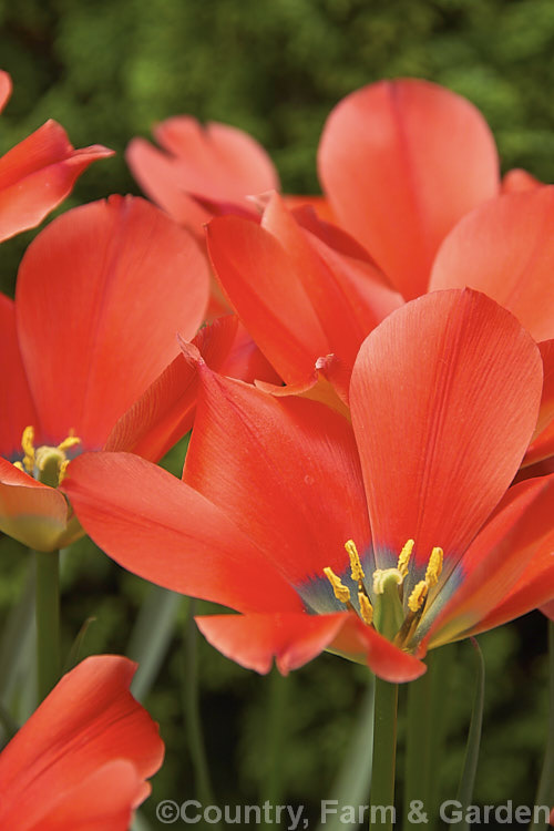 Tulipa maximowiczii, a relatively late-flowering tulip species native to Central Asia. It is very similar to Tulipa linifolia and Tulipa montana. Order: Liliales, Family: Liliaceae