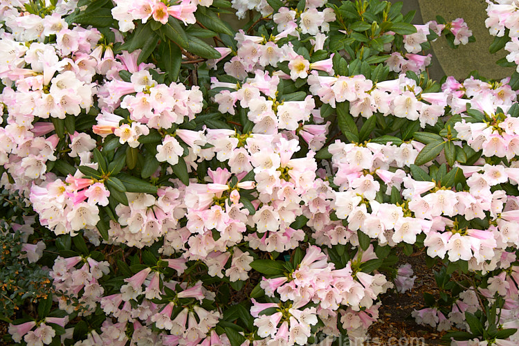<i>Rhododendron</i> 'Countess of Haddington' (<i>Rhododendron ciliatum</i> x <i>Rhododendron dalhousiae</i>), bred before 1865, this hybrid has loose clusters of large, mildly fragrant flowers and slightly hairy foliage. Order: Ericales, Family: Ericaceae