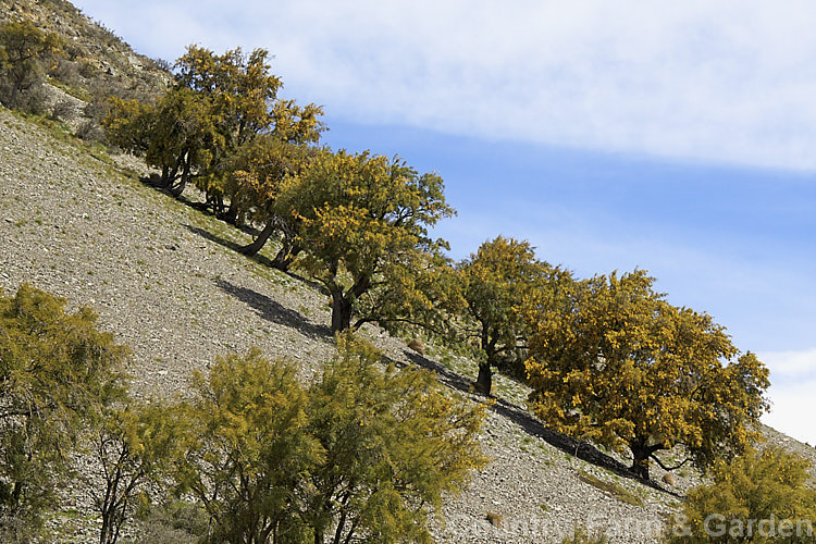 Kowhai (<i>Sophora microphylla</i>) growing on a steep and rocky slope in the high country of Canterbury, New Zealand One of two species of briefly deciduous spring-flowering New Zealand trees to share this name, this species also occurs in Chile. sophora-2142htm'>Sophora.