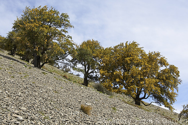Kowhai (<i>Sophora microphylla</i>) growing on a steep and rocky slope in the high country of Canterbury, New Zealand One of two species of briefly deciduous spring-flowering New Zealand trees to share this name, this species also occurs in Chile. sophora-2142htm'>Sophora.