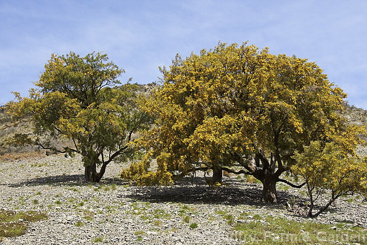 Kowhai (<i>Sophora microphylla</i>) growing on a steep and rocky slope in the high country of Canterbury, New Zealand One of two species of briefly deciduous spring-flowering New Zealand trees to share this name, this species also occurs in Chile. sophora-2142htm'>Sophora.