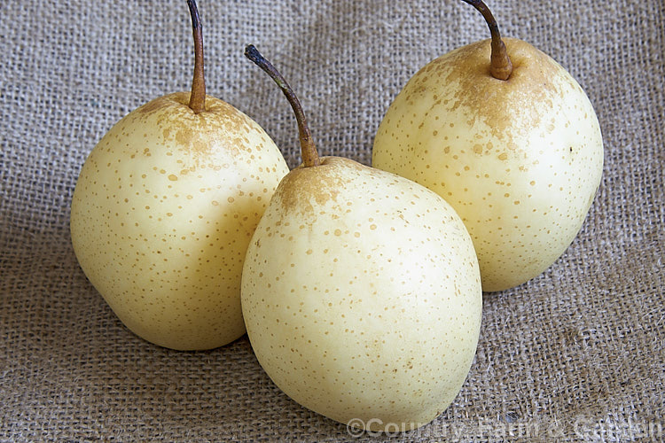 Ya Pear or Chinese White Pear (<i>Pyrus x bretschneideri</i>), a deciduous tree native to northern China. Its leaves are up to 10cm and when young they are downy. The ovoid, creamy white to pale yellow fruits are edible. The exact status of the species is unclear. It is obviously related to Pyrus ussuriensis but also shows the influence of Pyrus pyrifolia. Order: Rosales, Family: Rosaceae