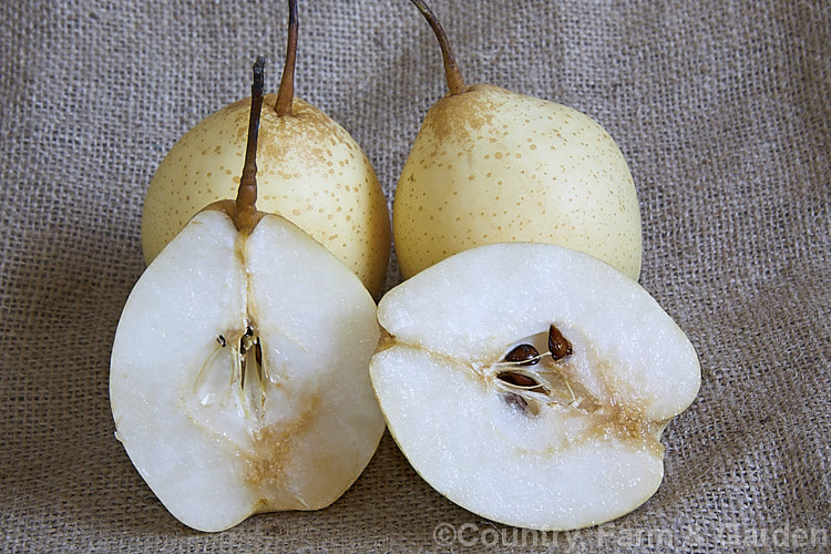 Ya Pear or Chinese White Pear (<i>Pyrus x bretschneideri</i>), a deciduous tree native to northern China. Its leaves are up to 10cm and when young they are downy. The ovoid, creamy white to pale yellow fruits are edible. The exact status of the species is unclear. It is obviously related to Pyrus ussuriensis but also shows the influence of Pyrus pyrifolia. Order: Rosales, Family: Rosaceae