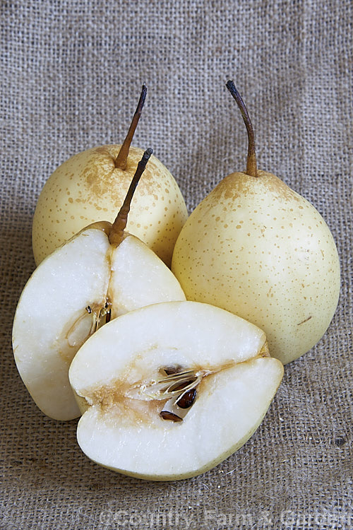 Ya Pear or Chinese White Pear (<i>Pyrus x bretschneideri</i>), a deciduous tree native to northern China. Its leaves are up to 10cm and when young they are downy. The ovoid, creamy white to pale yellow fruits are edible. The exact status of the species is unclear. It is obviously related to Pyrus ussuriensis but also shows the influence of Pyrus pyrifolia. Order: Rosales, Family: Rosaceae