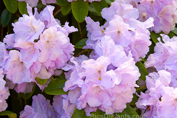 <i>Rhododendron</i> 'Blue River' ('Van Nes Sensation' x 'Emperor de Maroc'), a medium to large bush that flowers mid-season, producing massed trusses of up to 17 blooms. It was raised by Ruth Lyons of the United States and introduced in 1962. Order: Ericales, Family: Ericaceae