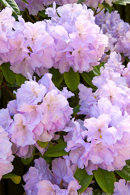 <i>Rhododendron</i> 'Blue River' ('Van Nes Sensation' x 'Emperor de Maroc'), a medium to large bush that flowers mid-season, producing massed trusses of up to 17 blooms. It was raised by Ruth Lyons of the United States and introduced in 1962. Order: Ericales, Family: Ericaceae