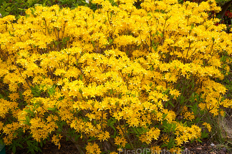 <i>Rhododendron</i> (deciduous azalea</i>) 'Ghent Yellow', a Ghent hybrid of uncertain origins. Order: Ericales, Family: Ericaceae