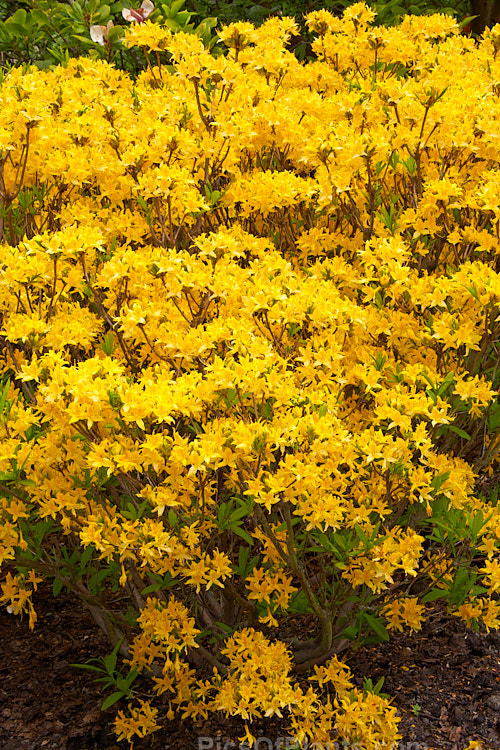 <i>Rhododendron</i> (deciduous azalea</i>) 'Ghent Yellow', a Ghent hybrid of uncertain origins. Order: Ericales, Family: Ericaceae
