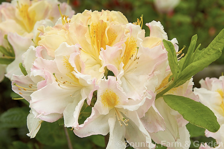Rhododendron (deciduous azalea</i>) 'Mimosa', a hybrid of uncertain origin — probably New Zealand -raised