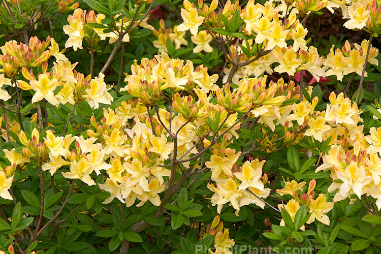 <i>Rhododendron</i> (deciduous azalea</i>) 'Ghent Cream', a Ghent hybrid of uncertain origins. Order: Ericales, Family: Ericaceae
