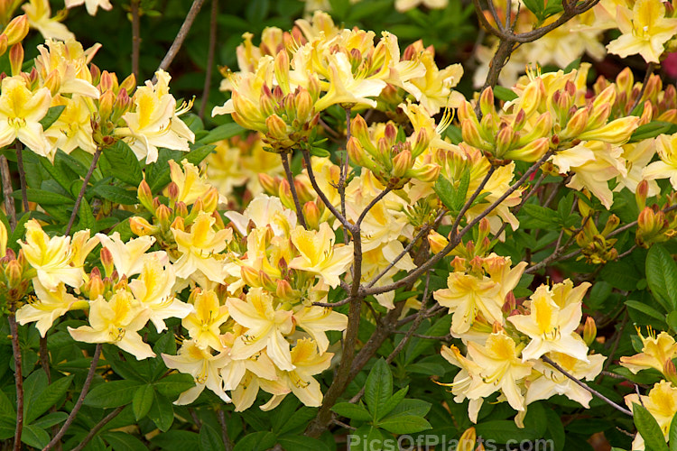 <i>Rhododendron</i> (deciduous azalea</i>) 'Ghent Cream', a Ghent hybrid of uncertain origins. Order: Ericales, Family: Ericaceae