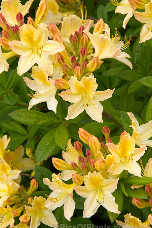 <i>Rhododendron</i> (deciduous azalea</i>) 'Ghent Cream', a Ghent hybrid of uncertain origins. Order: Ericales, Family: Ericaceae