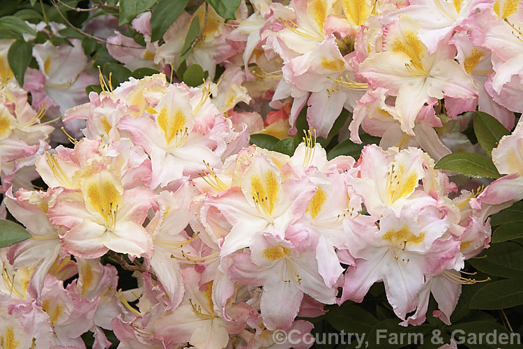 Rhododendron (deciduous azalea</i>) 'Ho'o', a deciduous azalea of uncertain origins, not to be confused with the Kurume hybrid of the same name