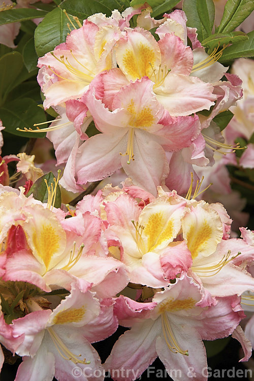 Rhododendron (deciduous azalea</i>) 'Ho'o', a deciduous azalea of uncertain origins, not to be confused with the Kurume hybrid of the same name