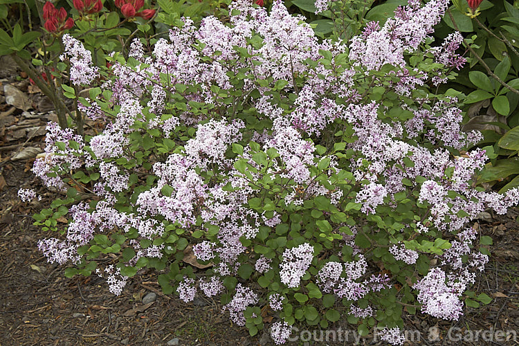 Syringa meyeri 'Palibin', a compact, light lavender pink-flowered cultivar of 15m tall, purple-flowered deciduous lilac shrub native to northern China 'Palibin' grows to around 60cm tall x 1m wide. Order: Lamiales, Family: Oleaceae