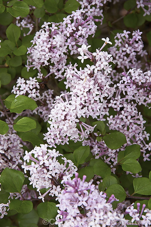 Syringa meyeri 'Palibin', a compact, light lavender pink-flowered cultivar of 15m tall, purple-flowered deciduous lilac shrub native to northern China 'Palibin' grows to around 60cm tall x 1m wide. Order: Lamiales, Family: Oleaceae