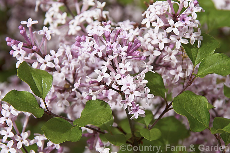 Syringa meyeri 'Palibin', a compact, light lavender pink-flowered cultivar of 15m tall, purple-flowered deciduous lilac shrub native to northern China 'Palibin' grows to around 60cm tall x 1m wide. Order: Lamiales, Family: Oleaceae