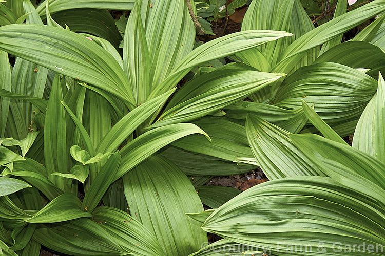 The lush spring foliage of Veratrum maackii, a summer-flowering perennial with flower spikes to 1m tall and a basal clump of bold, heavily veined foliage. The flower colour may be greenish cream to deep blackish red depending on the natural variety, of which there are several, some of which have medicinal uses. veratrum-3384htm'>Veratrum. <a href='melanthiaceae-plant-family-photoshtml'>Melanthiaceae</a>.