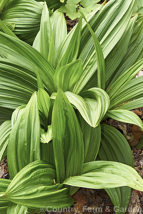 The lush spring foliage of Veratrum maackii, a summer-flowering perennial with flower spikes to 1m tall and a basal clump of bold, heavily veined foliage. The flower colour may be greenish cream to deep blackish red depending on the natural variety, of which there are several, some of which have medicinal uses. veratrum-3384htm'>Veratrum. <a href='melanthiaceae-plant-family-photoshtml'>Melanthiaceae</a>.