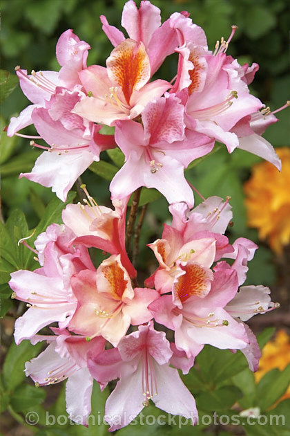 Rhododendron occidentale 'Magnifica', a cultivar of a fragrant-flowered, spring-blooming deciduous azalea species native to the western coast of the United States