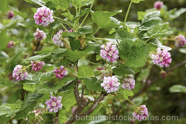 Pink Mountain Currant or Pink Sierra Currant (<i>Ribes nevadense</i>), a 1.5-3m tall, spring- to early summer-flowering deciduous shrub native to California, where it occurs at altitudes of 1200-2500m. The flower clusters are followed by small deep blue fruits