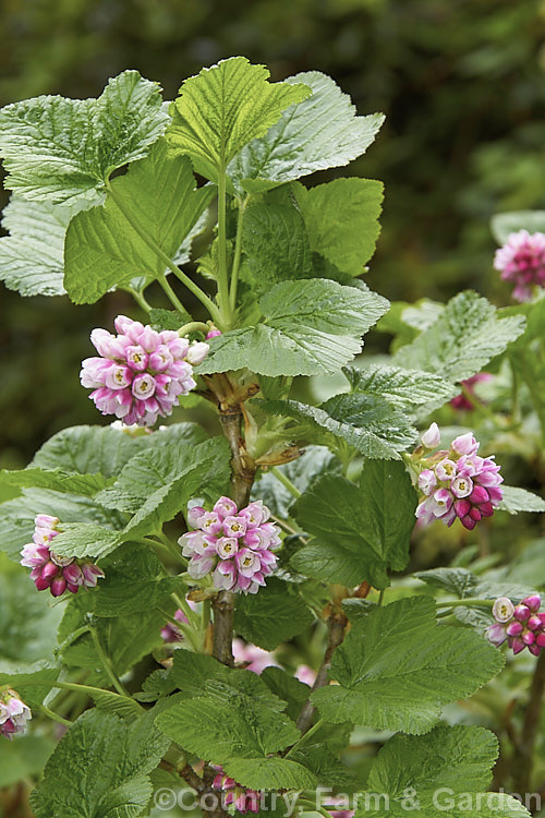 Pink Mountain Currant or Pink Sierra Currant (<i>Ribes nevadense</i>), a 1.5-3m tall, spring- to early summer-flowering deciduous shrub native to California, where it occurs at altitudes of 1200-2500m. The flower clusters are followed by small deep blue fruits