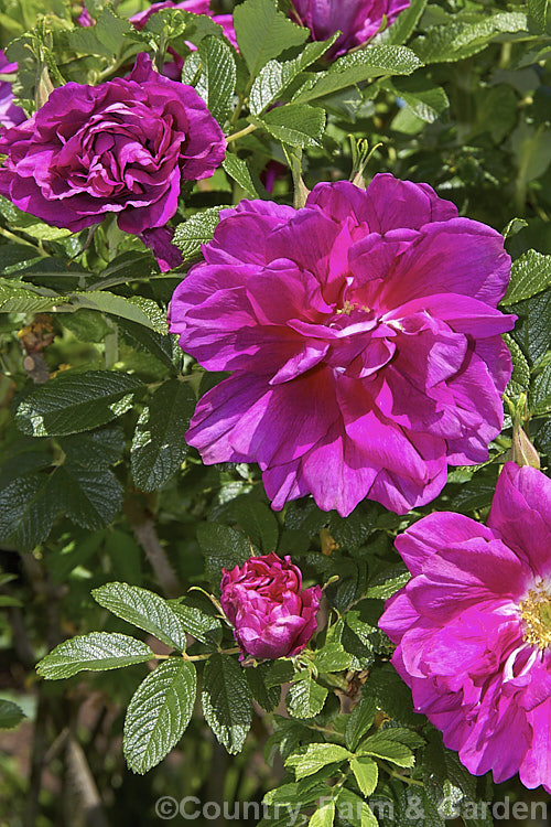 Rosa 'Roseraie de l'Haÿ', a robust. Rosa rugosa hybrid raised by French rosarian. Jules. Gravereaux in 1910. It was named after. Empress. Josephine's extensive rose garden. Order: Rosales, Family: Rosaceae