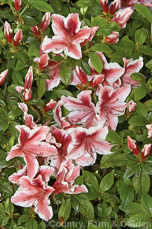 Rhododendron (evergreen azalea</i>) 'Ben. Morrison'. A Glenn. Dale hybrid raised byAmerican. USDA breeder. BY. Morrison but introduced after his death