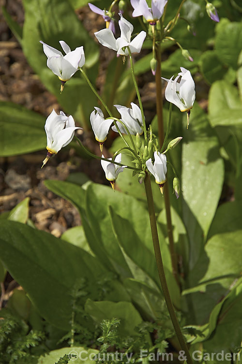 Dodecatheon meadia (syn. Primula dodecatheon</i>) forma album, a white-flowered form of the Shooting. Star, a spring-flowering perennial found from southern Canada to Texas. It is very hardy and most at home in rockeries. dodecatheon-2691htm'>Dodecatheon.