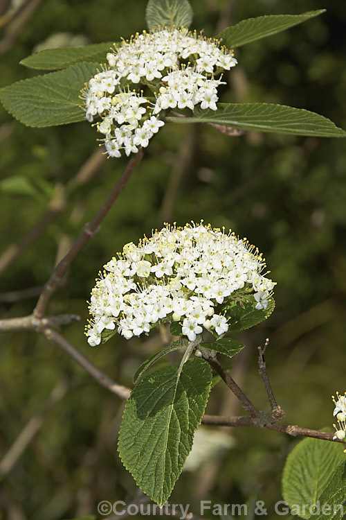 Viburnum x juddii (<i>Viburnum bitchiuense x Viburnum carlesii</i>), a 15-2m high deciduous shrub raised in 1920 by William. Judd. It flowers as the new foliage expands. viburnum-2081htm'>Viburnum.. viburnum-2081htm'>Viburnum. <a href='adoxaceae-plant-family-photoshtml'>Adoxaceae</a>.