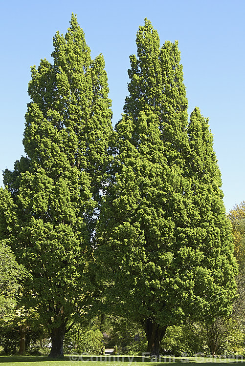 The upright columnar form of the English Oak (<i>Quercus robur 'Fastigiata'). This form resembles a Lombardy. Poplar in its general growth habit but is easily differentiated when the foliage is examined