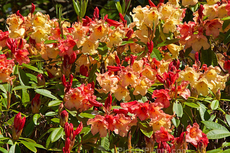 <i>Rhododendron</i> 'Jingle Bells' ('Fabia' x 'Ole Olson'), an American hybrid raised by Halfdan Lem and introduced in 1974 by James Elliot. It is often described as a compact bush, but with age it can exceed 2m high and wide. Order: Ericales, Family: Ericaceae