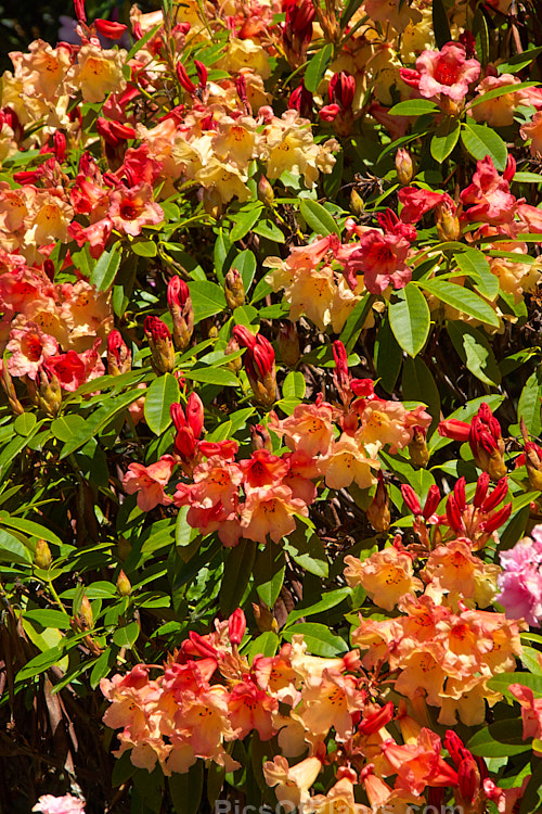 <i>Rhododendron</i> 'Jingle Bells' ('Fabia' x 'Ole Olson'), an American hybrid raised by Halfdan Lem and introduced in 1974 by James Elliot. It is often described as a compact bush, but with age it can exceed 2m high and wide. Order: Ericales, Family: Ericaceae