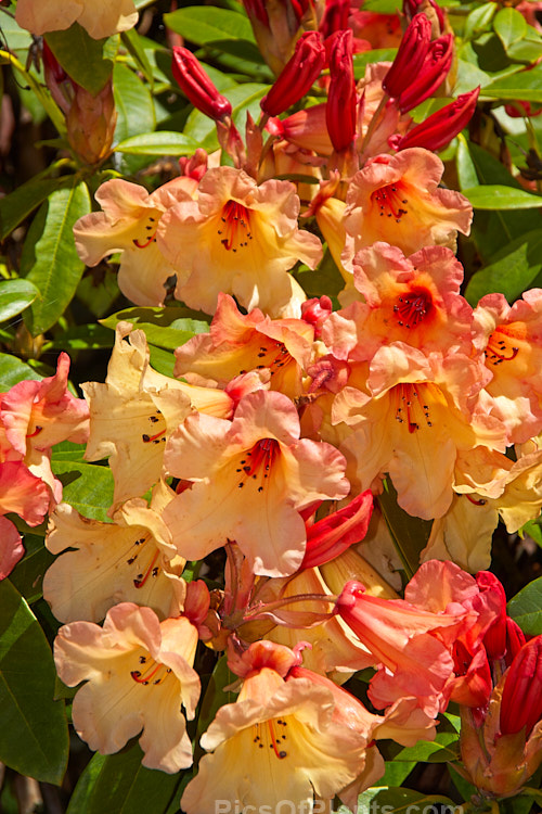 <i>Rhododendron</i> 'Jingle Bells' ('Fabia' x 'Ole Olson'), an American hybrid raised by Halfdan Lem and introduced in 1974 by James Elliot. It is often described as a compact bush, but with age it can exceed 2m high and wide. Order: Ericales, Family: Ericaceae