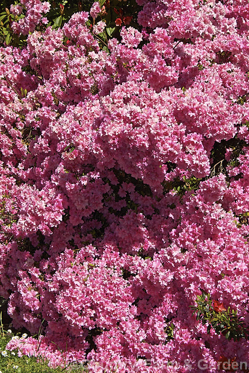 Rhododendron (evergreen azalea</i>) 'Rose Garden', an Australian-raised hybrid, possibly with Kurume parentage and a touch of Indica influence