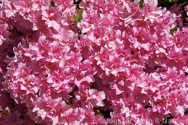 Rhododendron (evergreen azalea</i>) 'Rose Garden', an Australian-raised hybrid, possibly with Kurume parentage and a touch of Indica influence