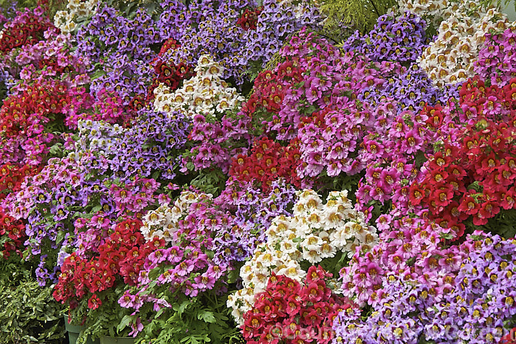 Poor Man's Orchid (<i>Schizanthus x wisetonensis</i>), an annual often used as a winter greenhouse plant or summer bedder. These garden forms are usually hybrids between Schizanthus grahamii and Schizanthus pinnatus, both Chilean species.