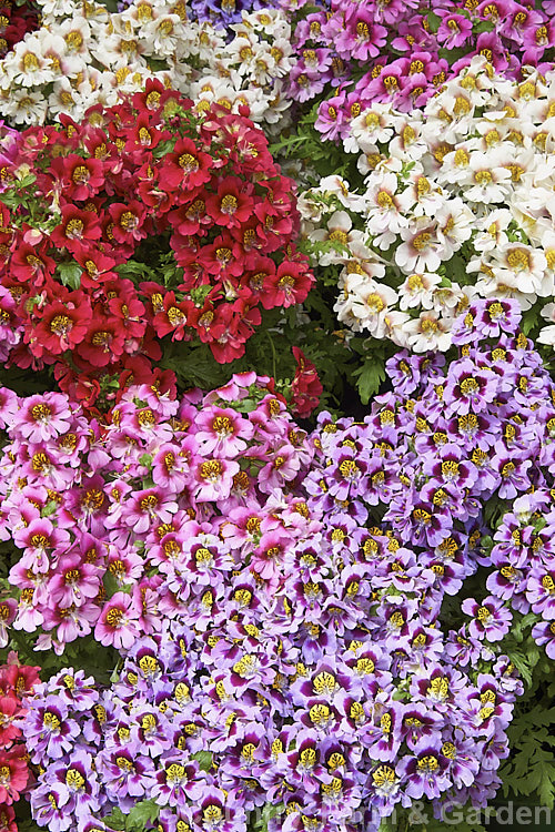 Poor Man's Orchid (<i>Schizanthus x wisetonensis</i>), an annual often used as a winter greenhouse plant or summer bedder. These garden forms are usually hybrids between Schizanthus grahamii and Schizanthus pinnatus, both Chilean species.